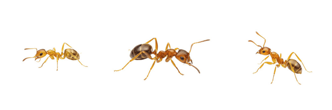 Pharaoh ant tiny yellow pest insect showing biological anatomy, structural morphology, taxonomic classification traits, and agricultural crop damage parameters within a reference field.