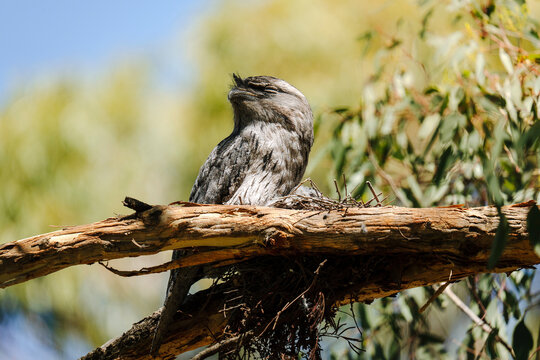 Tawny frogmouth rests on a tree branch