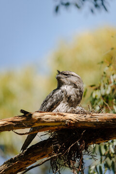 Tawny frogmouth rests on a tree branch