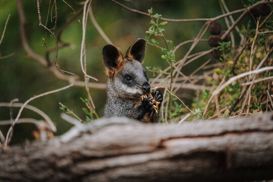 Wallaby eating foliage behind a fallen log in natural Australian bushland
