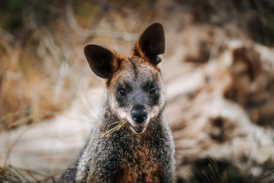 Wallaby eating foliage in natural Australian bushland