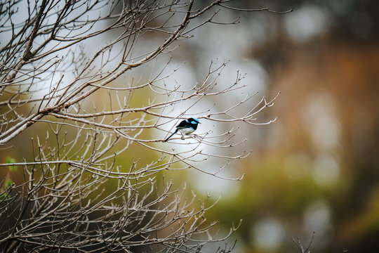 Superb Fairywren (Malurus cyaneus), a small passerine bird, perched on delicate leafless branches