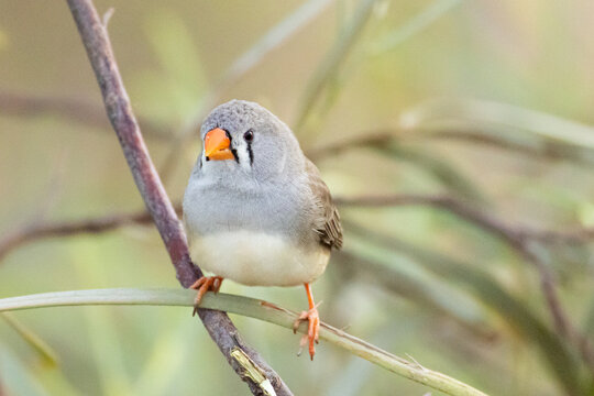 Female Zebra Finch (Taeniopygia guttata) resting on branch