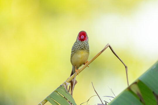 Star Finch (Emblema ruficauda) resting on plant stem