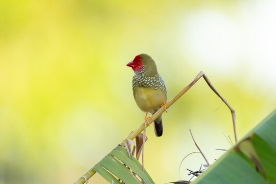 Star Finch (Emblema ruficauda) perched on thin plant stem