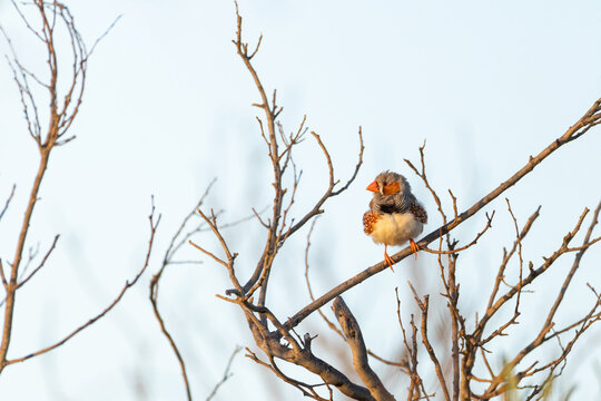 Australian zebra finch (Taeniopygia guttata) perched on bare branch against clear blue sky