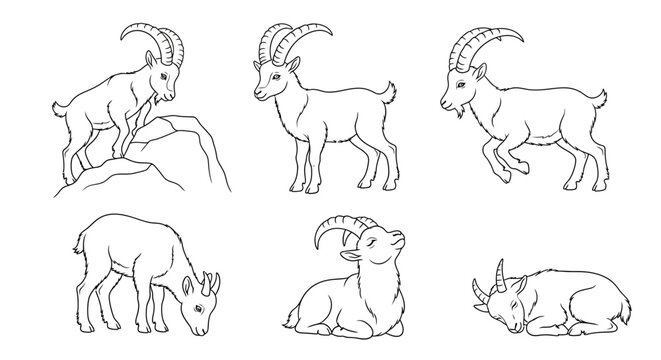 Set of Alpine Ibex Illustrations in Various Poses