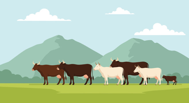 Herd of Cows Grazing on Green Meadow with Mountains and Clouds