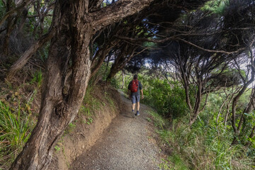Fototapeta premium A lone hiker with a red backpack walks along Zion Hill Trail, Karekare, Auckland, New Zealand, enjoying the lush greenery and unique trees.