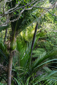 A lush, green forest scene with nikau palm trees and ferns. The dense foliage creates a natural, tropical atmosphere.\ Zion Hill Trail, Karekare, Auckland, New Zealand.