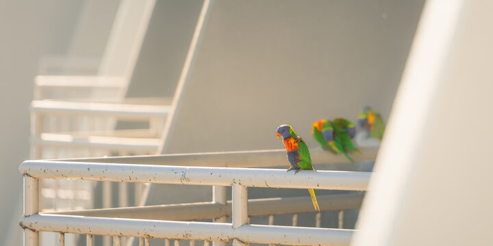 Rainbow lorikeets perched on a balcony railing in the warm glow of morning sun