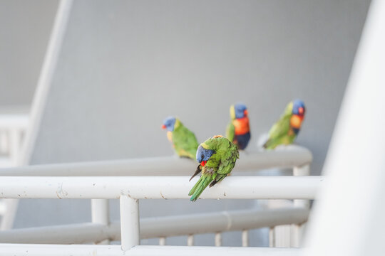 A group of colourful lorikeets perched on a white railing, one preening its feathers