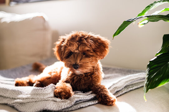 Toy Cavoodle puppy resting on a soft blanket on top of the couch near leafy indoor plant
