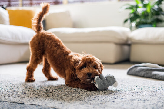 Toy Cavoodle puppy plays with soft Koala toy on carpeted floor in a cosy living room