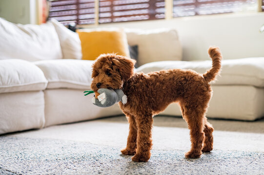 Toy Cavoodle puppy holds a soft toy in its mouth while standing on a carpeted floor in a living room