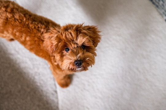 Toy Cavoodle puppy standing on a soft rug looking up while standing in a living room