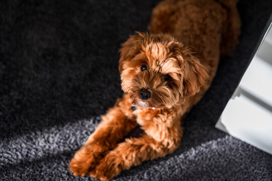 Toy cavoodle puppy rests on grey carpet and looks up while resting in sunlight patch