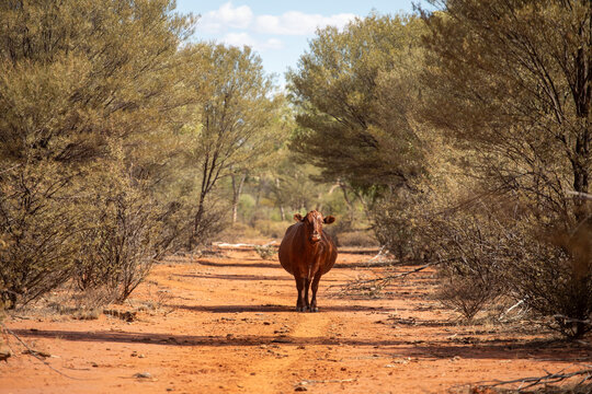 Single cow standing on the cattle pad in the middle of a station road lined with mulga trees
