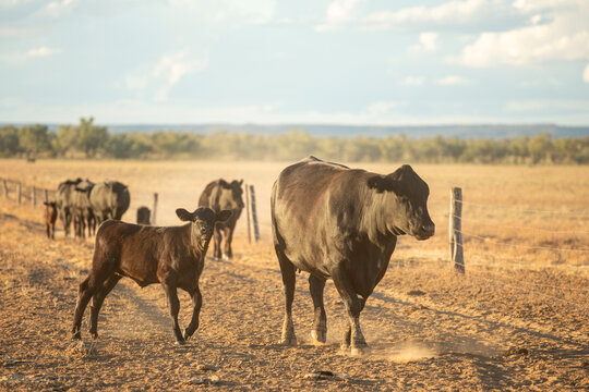Cows and calves walking toward the viewer along a fence