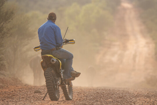 Man sitting on a bike watching cattle walk down a road ahead