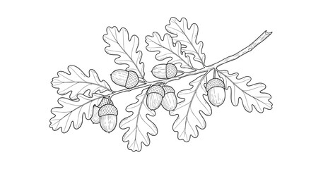 Fototapeta premium Intricate black and white line drawing of an oak tree branch with several detailed acorns and characteristic lobed leaves.