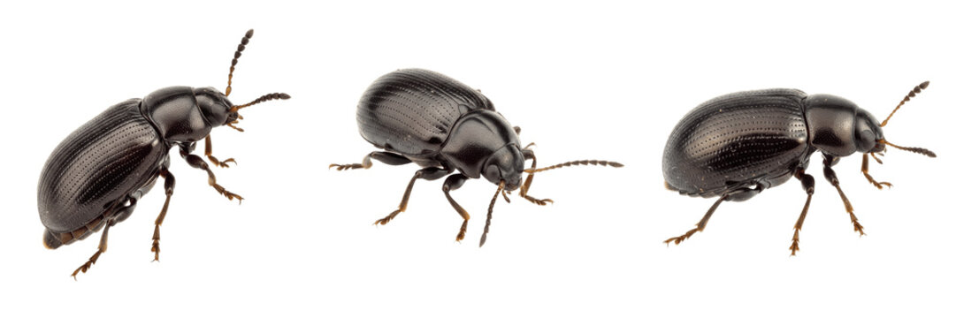 Tobacco flea beetle crop pest insect showing biological anatomy, structural morphology, taxonomic classification traits, and agricultural crop damage parameters within a reference field.