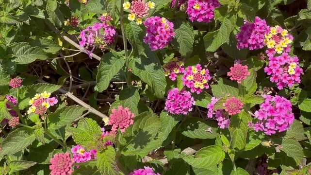 Bright pink and yellow flowers bloom in a sunlit garden, creating a vibrant tapestry. Bees buzz joyfully among the blossoms, showcasing nature's beauty and harmony.