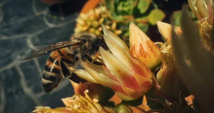 Bumblebee sticking head into beautiful spring flower in slow motion shot