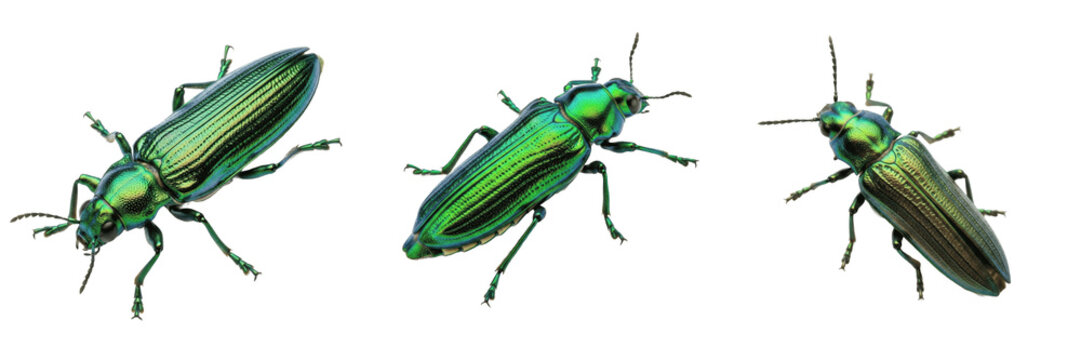 Emerald ash borer tree pest beetle showing plant anatomy, biological morphology, taxonomy traits, and agricultural crop damage parameters within reference database storage archive system.