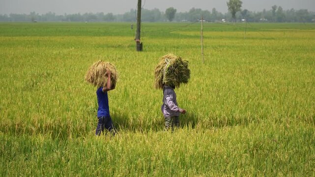 Natore, Bangladesh - 21 September 2023: View of two farmers carrying heavy bundles of harvested rice on their heads through a vast green paddy field during the harvest season.