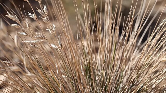 Close-up of dry, golden grass stalks with subtle green undertones