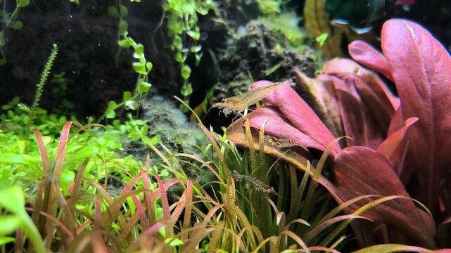 4K Macro close up cinematic video of Amano shrimp Caridina multidentata walking and feeding on green aquatic plants in planted freshwater aquarium