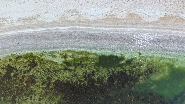 Aerial shoreline green algae pebble beach, drone survey capturing clear shallow bay with dense seaweed mats, pebbled gradient, coastal scrub vegetation, emerald