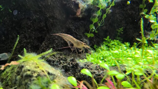 Amano shrimp Caridina multidentata grooming and feeding in heavily planted nano aquascape, slow motion cinematic underwater macro freshwater video