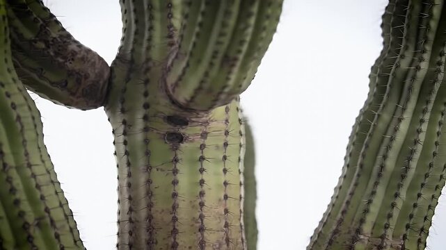 Close-up of a tall, green cactus with sharp spines and branch-like structures