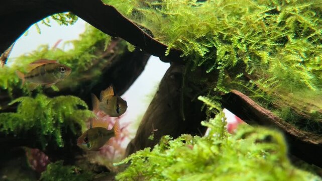 Ram cichlid aquarium fish Mikrogeophagus ramirezi swimming in lush planted tropical aquarium, colorful freshwater fish close up video
