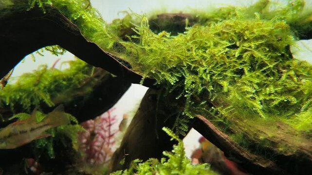 Colorful German blue ram cichlid aquarium fish Mikrogeophagus ramirezi in tropical planted aquascape aquarium, underwater macro video