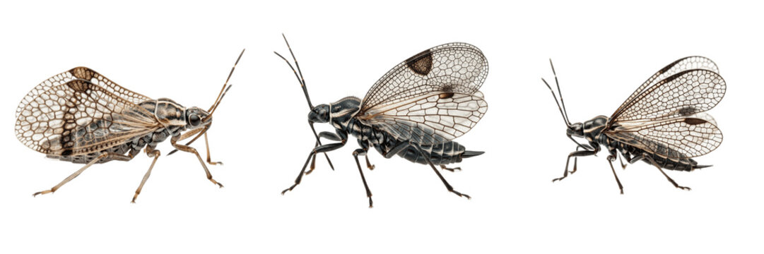 Lace bug garden pest insect showing plant anatomy, biological morphology, taxonomy traits, and agricultural crop damage parameters within reference database storage archive system profile.