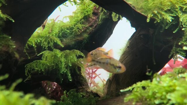 Ram cichlid aquarium fish swimming among aquatic plants and driftwood in tropical freshwater aquarium, ornamental fish close up video