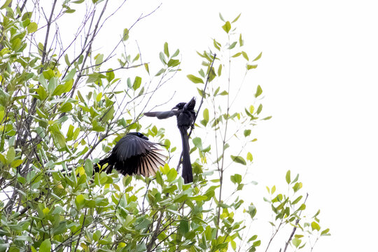 A black Greater Racket-tailed Drongo bird with distinctive long tail feathers spreads its wings while perching on a lush green tree branch amid a natural tropical forest environment.