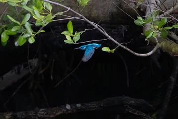 Fototapete Eisvogel Tiny cerulean kingfisher bird sitting quietly on a tangled mangrove branch in the tropical wild swamp wetland forest wildlife photography  © Scorpii