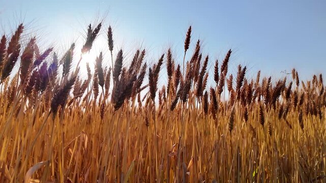夕日に輝く麦畑　熊本県　大津町