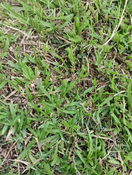 lose-up high-angle view of vibrant green Bermuda grass texture growing densely in a backyard lawn with scattered dry leaves.