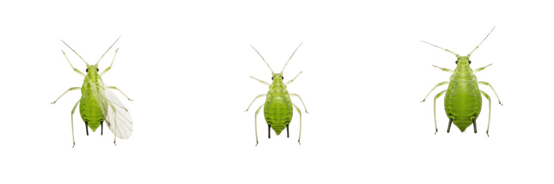 Lettuce aphid leafy vegetable pest insect showing plant anatomy, biological morphology, taxonomy traits, and agricultural crop damage parameters within reference database storage file.