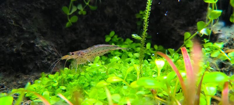 Amano shrimp Caridina multidentata grazing on aquatic plants in lush planted freshwater aquarium, close up cinematic underwater macro 4K video