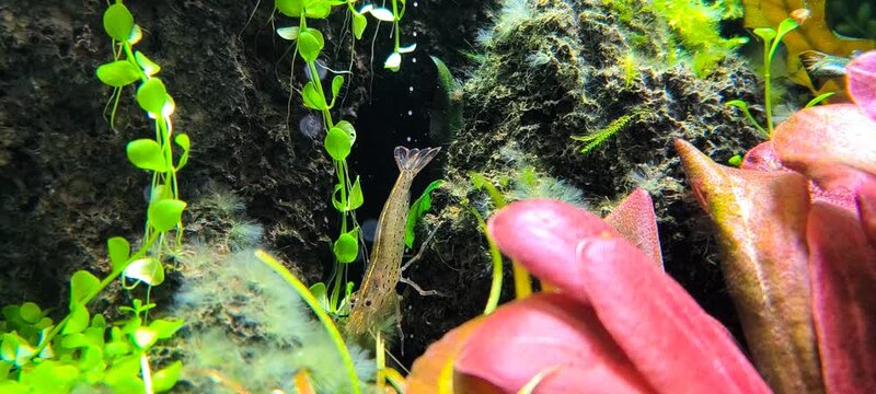 4K Cinematic underwater close up of Amano shrimp Caridina multidentata cleaning algae on aquascape planted tank, freshwater aquarium macro video