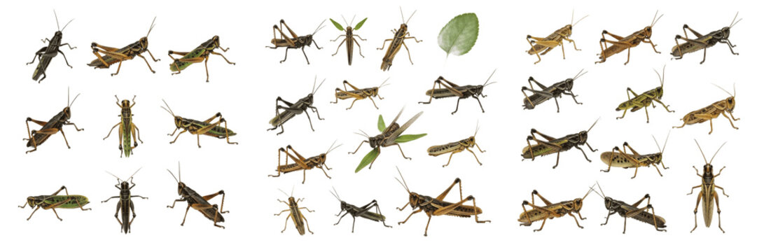 Mixed plant pests collection grasshopper aphid caterpillar beetle whitefly showing biological plant anatomy, structural morphology, taxonomy traits, and agricultural crop damage parameters.