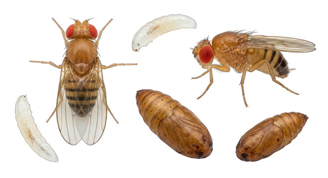 Fruit Fly Life Cycle: Adult, Larva, and Pupa Stages Isolated on White Background