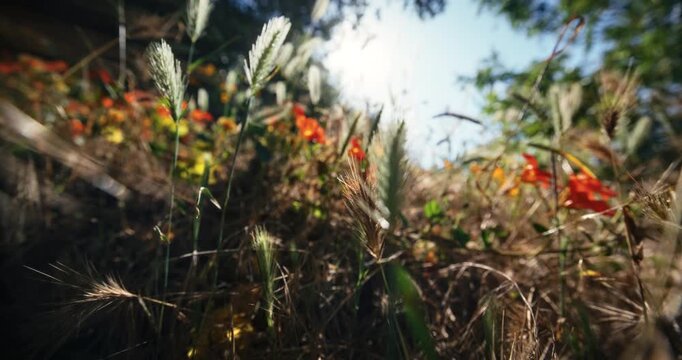 Low, steady cam movement through tall grass, flowers and cattails as sun flares