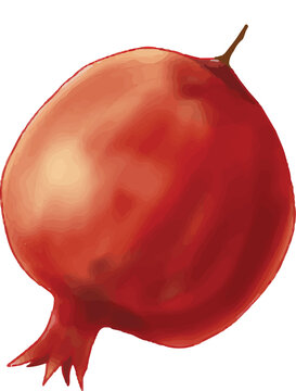 Red Pomegranate Illustration